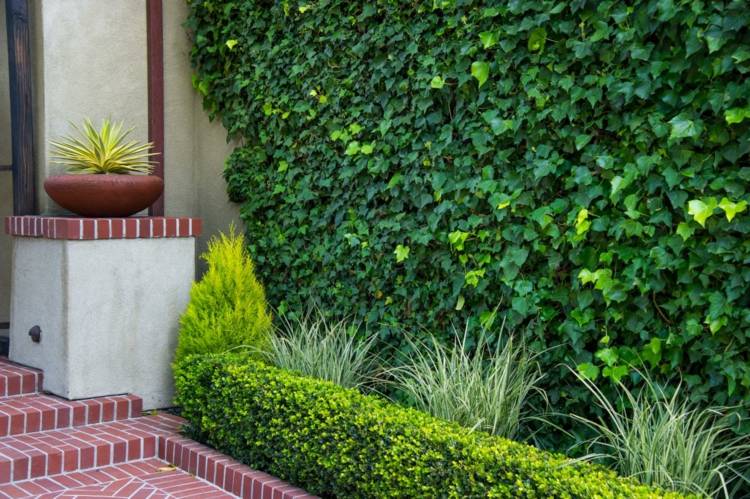 živý plot v záhrade graeser-predná záhrada-vždyzelené rastliny