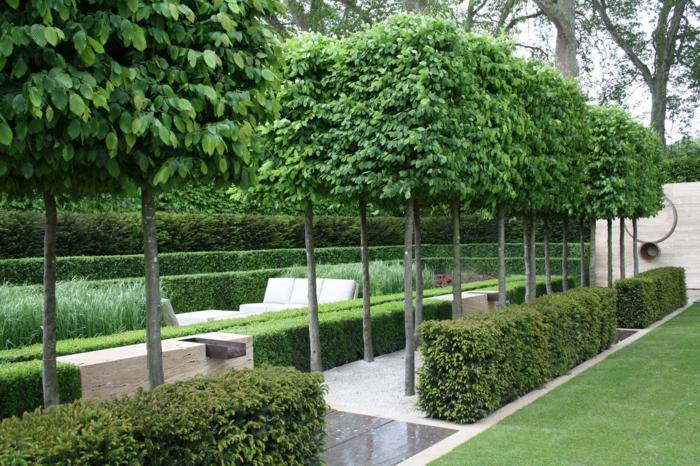 deco záhradný živý plot boxwood stromy tvar orezávania