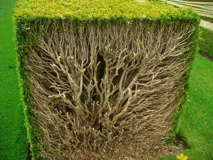 Rastliny zimostrázu sa v záhrade nachádzajú vo vnútri konárov