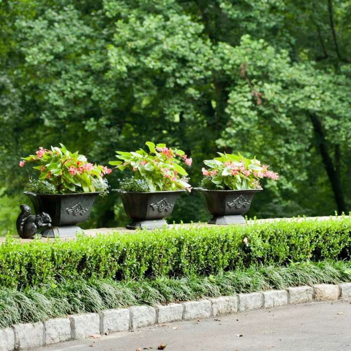 živý plot v záhrade zimostrázové rady kvetináče kvety