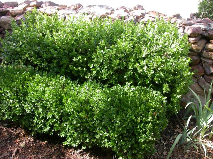 boxwood nápad živý plot v záhrade zelená rastlina kríky rez