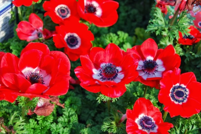 sasanka červený živý plot ozdobiť kvety záhrada nápad