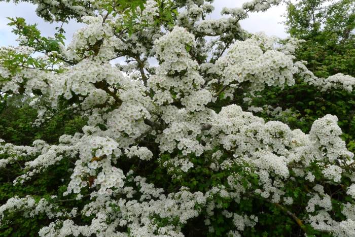 hloh záhradný plot variant ker biely kvet