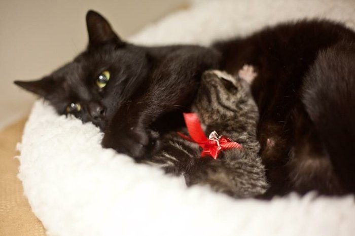 Urobte romantický návrh manželstva - zvieratá prinesú prsteň Návrh na manželstvo-nápady-mačka-prináša-zásnubný prsteň-nápady