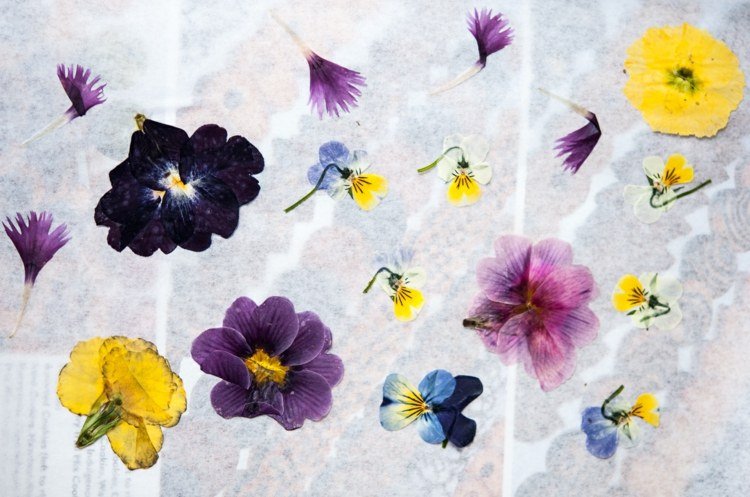 vytvorte herbárové rastliny-tlač-farebné-nápady-záhrada