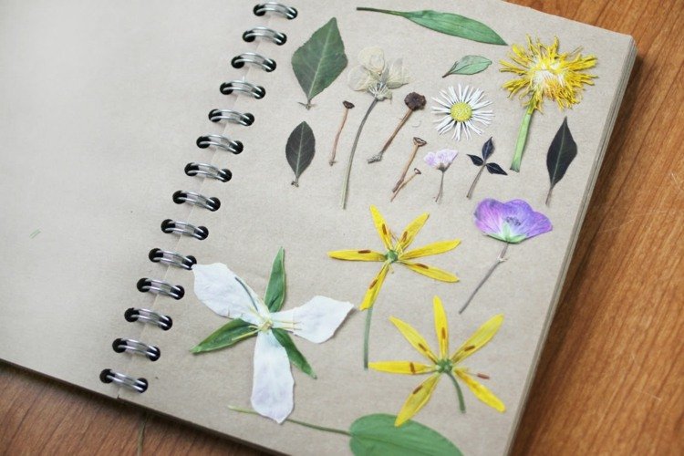 herbár-vytvárať-deti-učiť-drotár-učiť-príroda-botanika