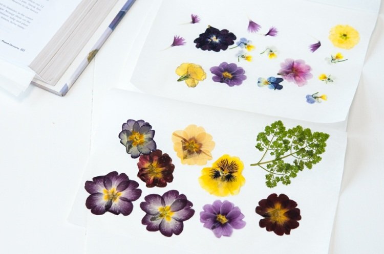 Vytvorte herbárový remeslo-nápad-kvet-leták-papier