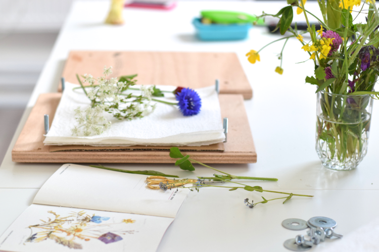 herbár-vytvárajúce-návody-tipy-lisovanie-drevené-dosky