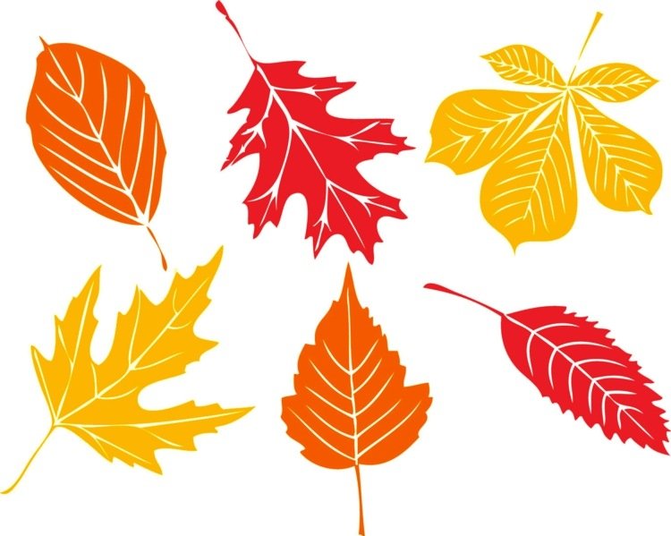 jesenné obrázky okien drotár opadavé listy gaštan javor