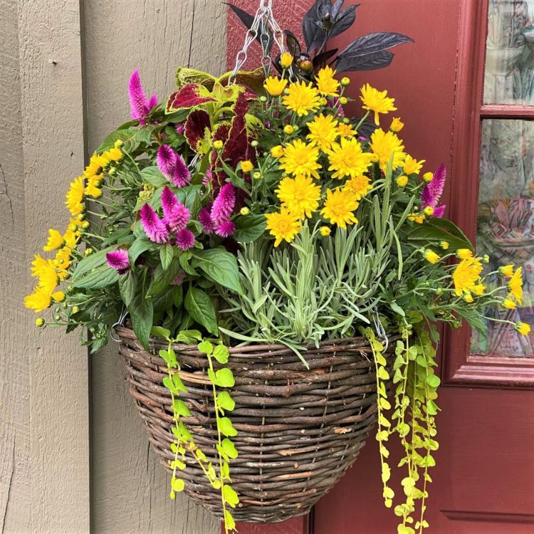 Jesenné kvety visiace na semafore Návrhy na opatrenia pre klimatickú zónu 7