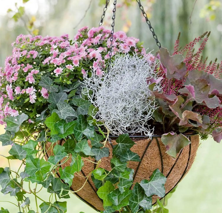 Jesenné kvety pre svetelnú signalizáciu asterov vo svetlo ružovej farbe visiace s brečtanom