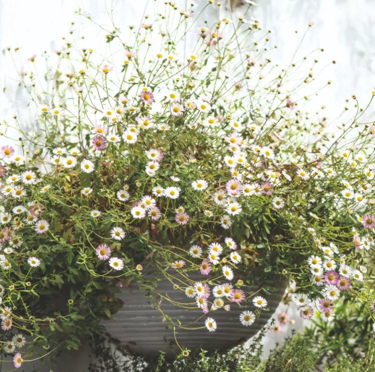 Španielske sedmokrásky pre semafory na jeseň