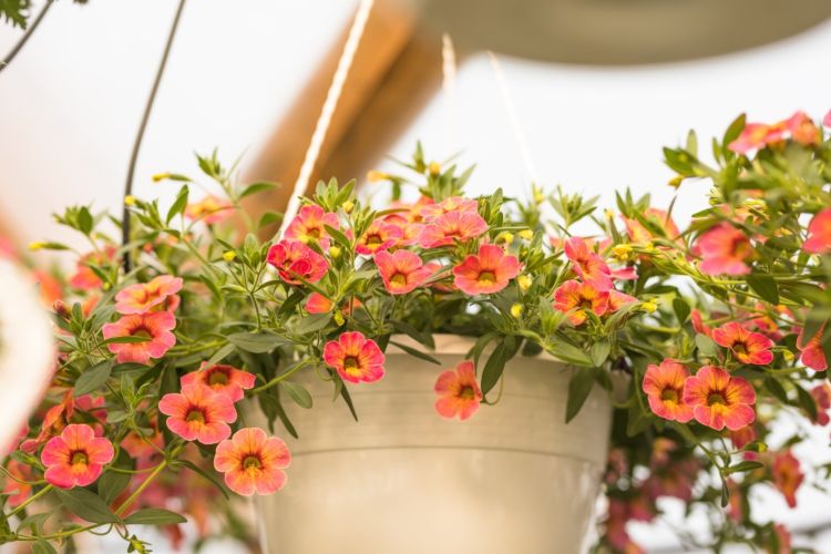 Kúzelné zvonové kvety na jeseň, ktoré visia na semaforoch