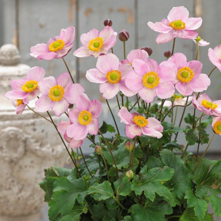 Jesenné sasanky pre kvetináče, záhony a semafory