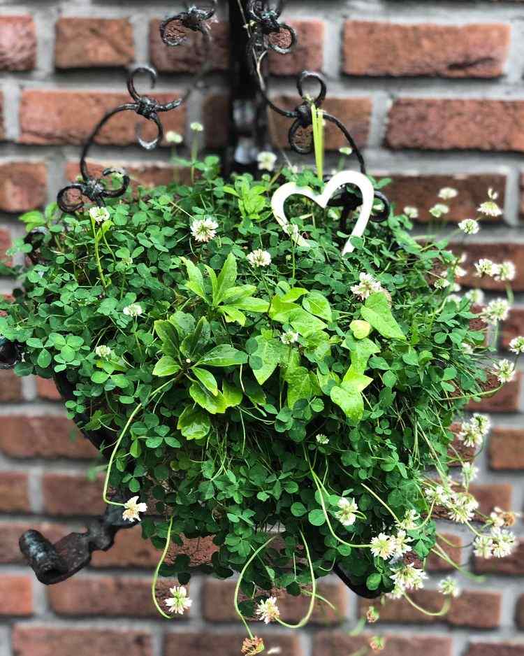 Jesenné kvety pre semafor divé kvety biela ďatelina