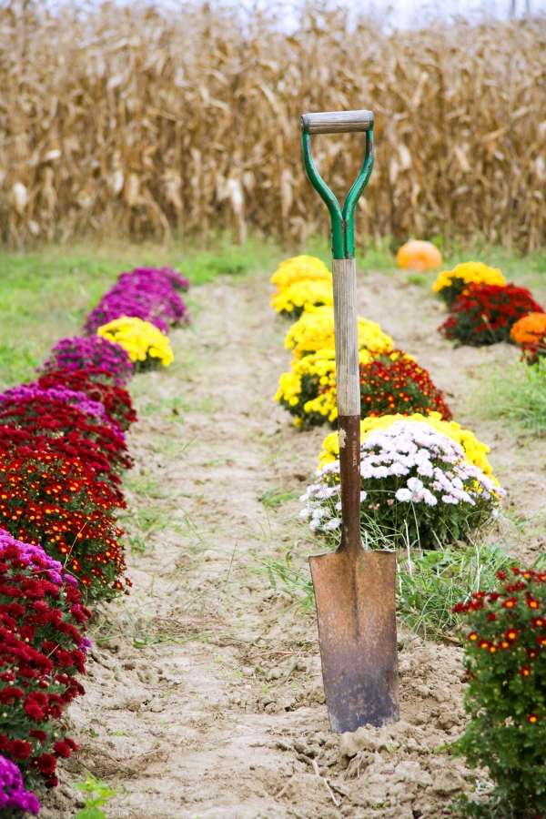 jesenné kvety v záhrade chryzantémy červená oranžová fialová
