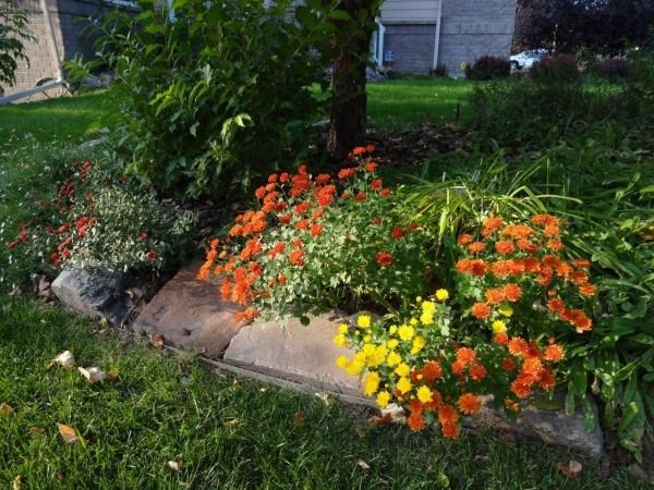 jesenné kvety záhradné kríky oranžovo žlté kvety