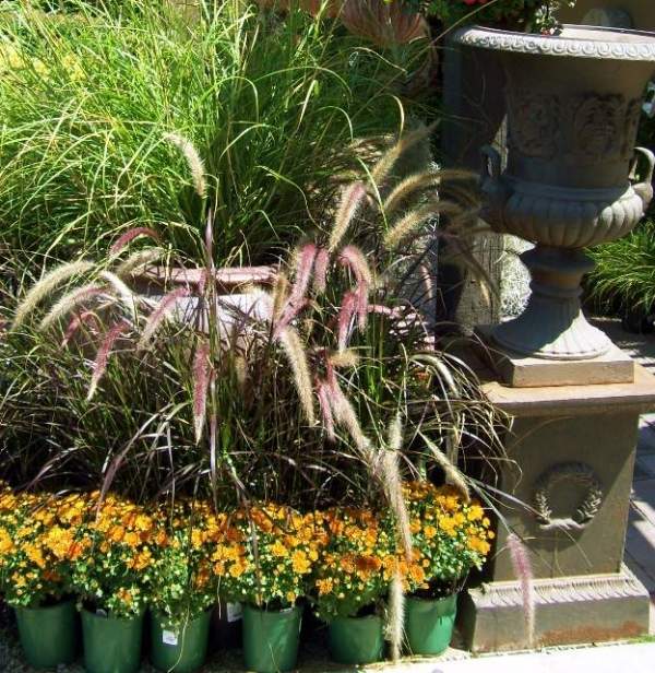 jesenná záhrada okrasné trávy kvetináče zelené kríky