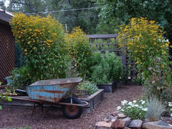 jesenná záhrada čiernooký susan vysoký fúrik