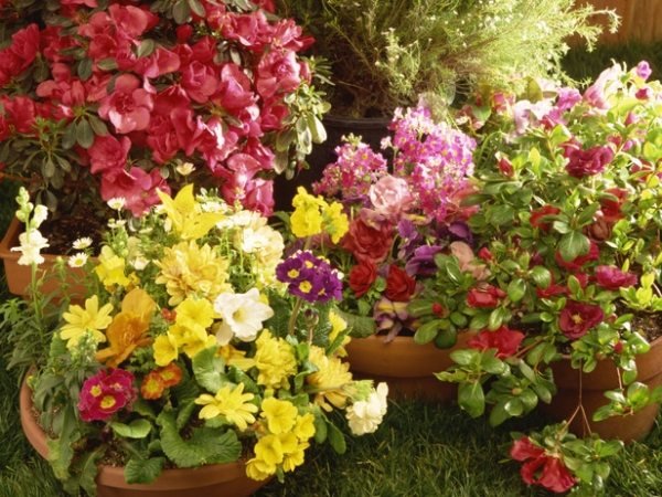 jesenné kvety kvetináče záhradné terakotové kvetináče