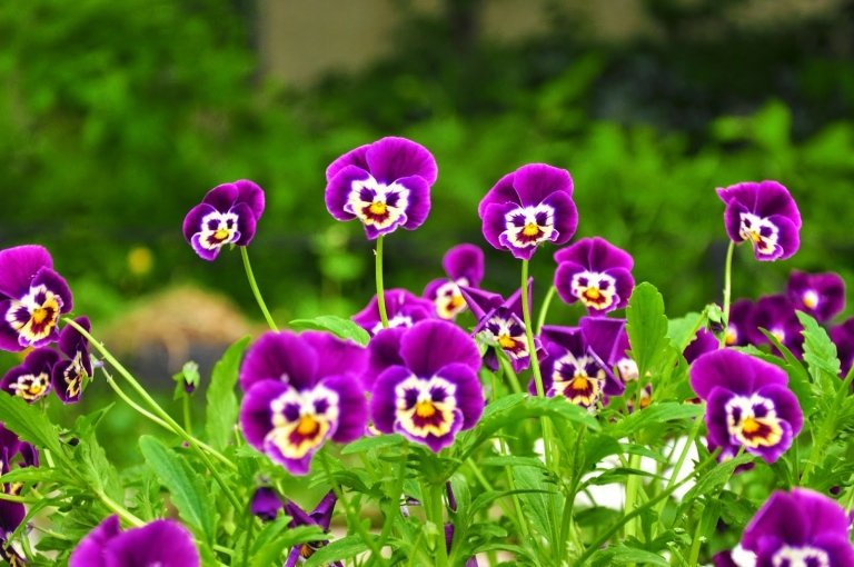 Vytváranie záhonov, výsadba kvetov, odrôd, trendy v letnej záhrade 2019