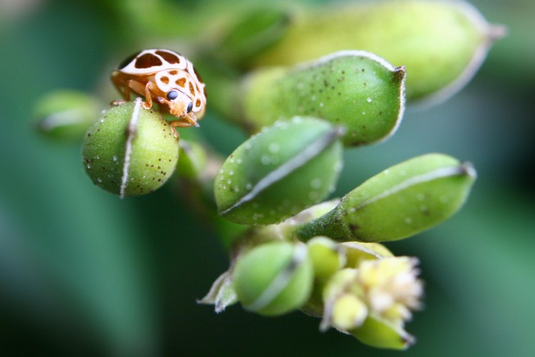 rastliny-škodcovia-záhrada-identifikovať-tipy-na kontrolu