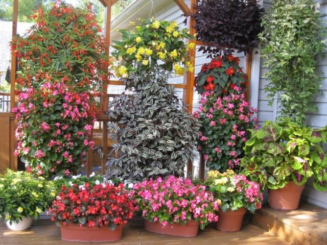 typická klasická výzdoba mnoho rastlín purpurová žltá ružová