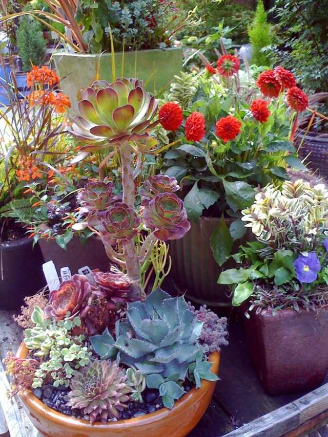 Rastliny majú na záhrade malý priestor nápady pre záhradu