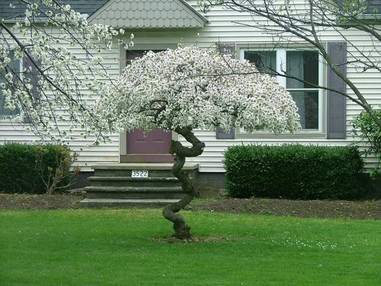 visiace stromy-záhrada-čerešňa-biele-kvety-originál-kmeň-akcent