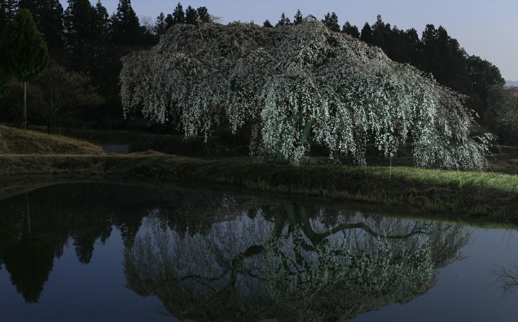 závesné stromy-záhrada-sakura-strom-kvety-biely-rybník-výsadba