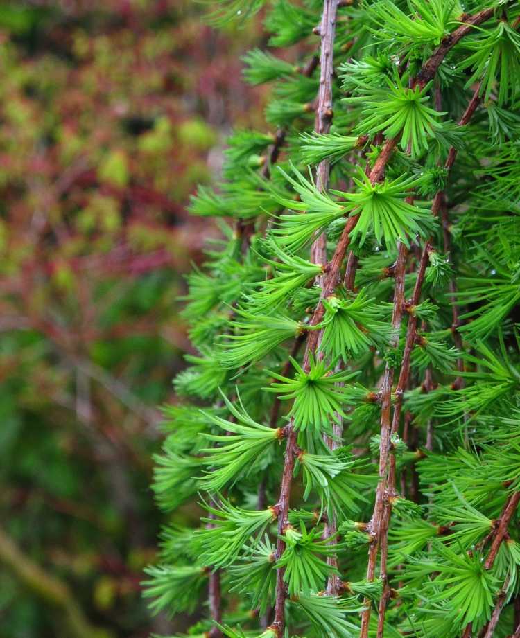 visiace stromy-záhrada-smrekovec-ihličie-zelená-atraktívna-rastlina