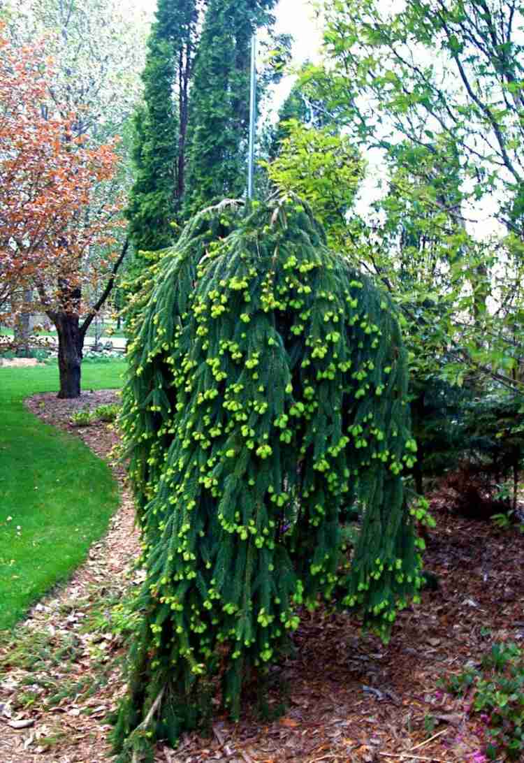 Haengebaeume-záhrada-smrek-ovocie-zelený-ihličnan-inšpirácia