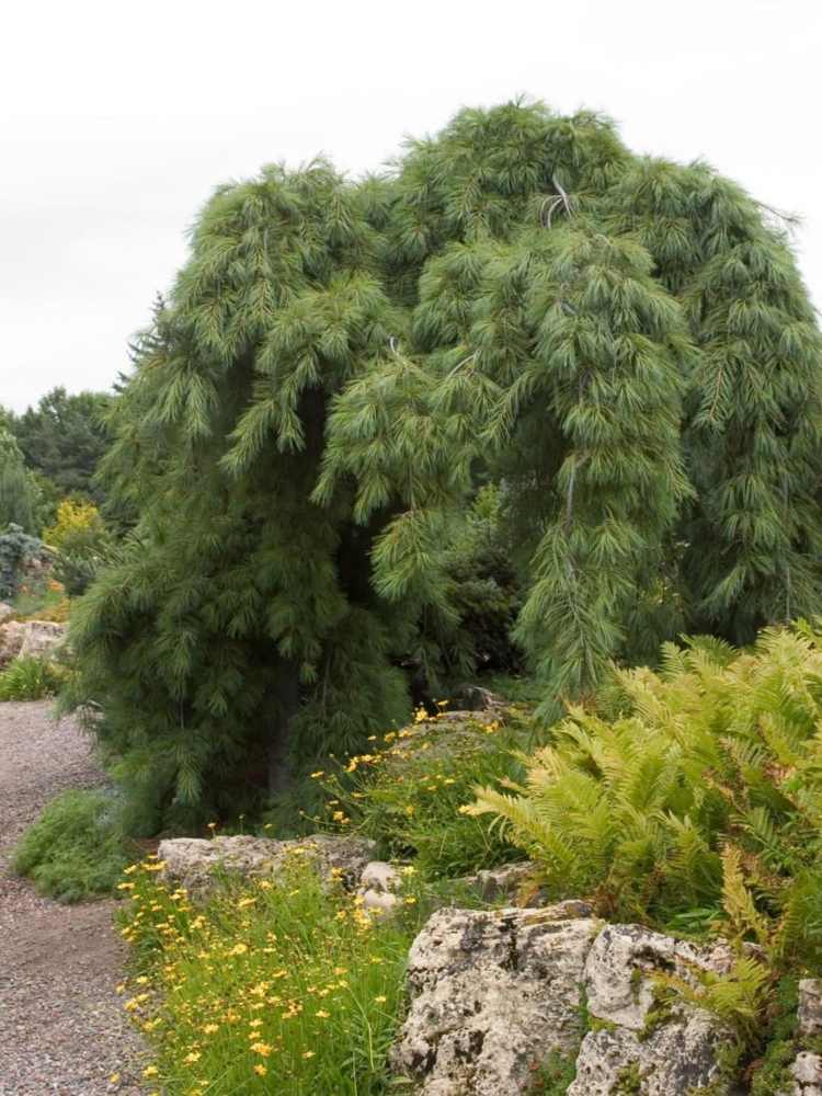 Haengebaeume-záhrada-borovica-skalka-terénne úpravy-vyvýšené záhony-kvety-žlté