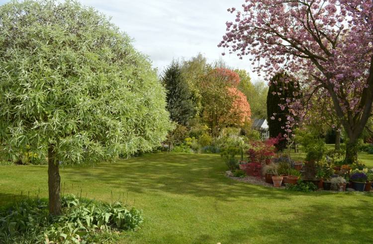 Visiace stromy v záhrade vŕba-strih-okrúhleho tvaru-kvety-purpurovo-slivka