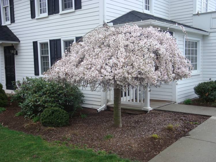Haengebaeume-záhradné kvety-biely-ovocný strom-biela-fasádny dom