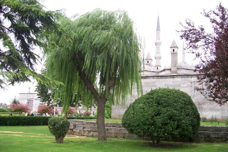 Haengebaeume-záhradná-vŕbová prízvuk-okrúhly-ker-dláždený kameň