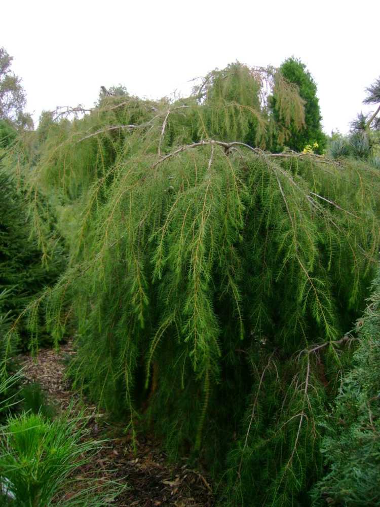visiace stromy-záhrada-borievka-vždyzelená-rastlina-atraktívna-zeleň