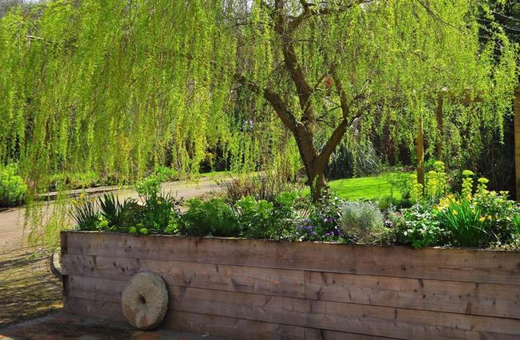 visiace stromy-záhrada-plačúca vŕba-vyvýšená posteľ-drevo-krík-terénne úpravy