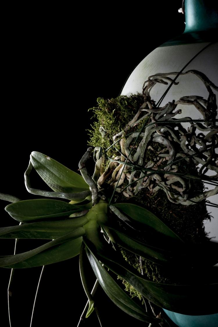Rastliny epifytov rastú na iných rastlinách Visiace kvetináče -epiphytes-Milan-Designwoche