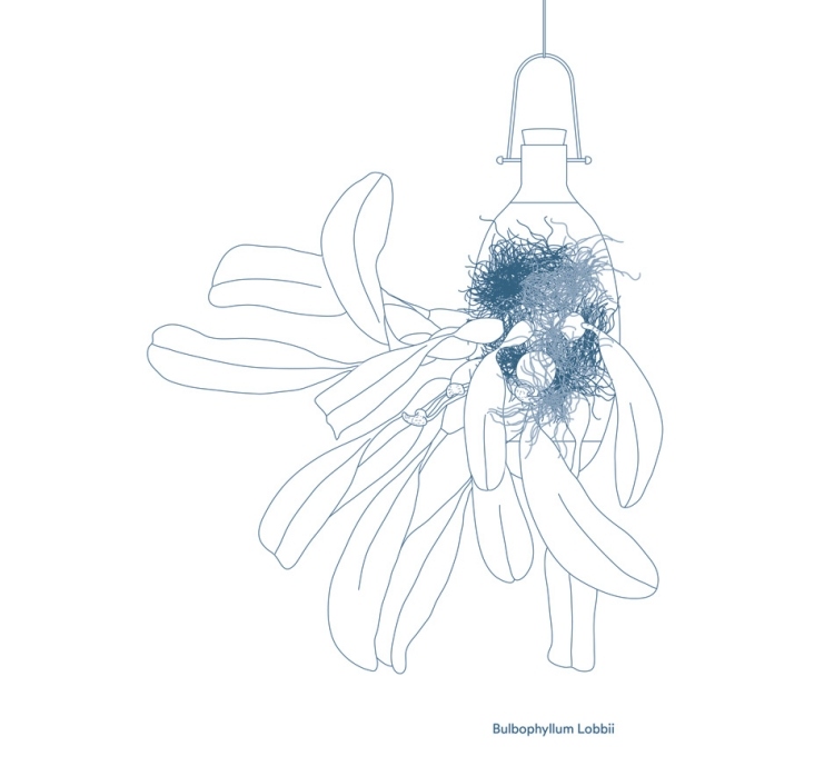 Bulbophyllum Lobbii závesné kvetináče-epifyty-bulbophyllum-lobbii