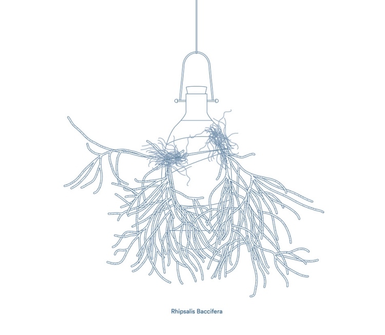 Epiphytes Rhipsalis baccifera závesné kvetináče-epifyty-rhipsalis-baccifera