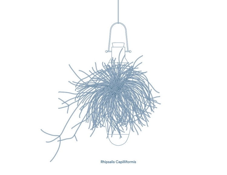 Rhipsalis capilliformis závesné kvetináče-epifyty-rhipsalis-capilliformis