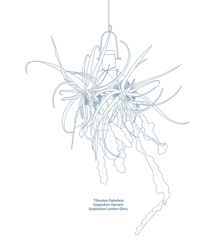 závesné kvetináče-epifyty-tillandsia-fiabellata-epiphyllum-Darrahii