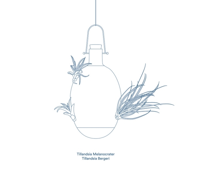 závesné kvetináče-epifyty-tillandsia-melanocrater-tillandsia-bergeri