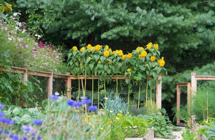 Ktoré kvety zasadiť do vyvýšeného záhonu ako nápady na ochranu osobných údajov