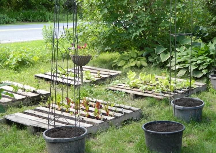 vyvýšený záhon-paleta-horizontálny-šalát-zber