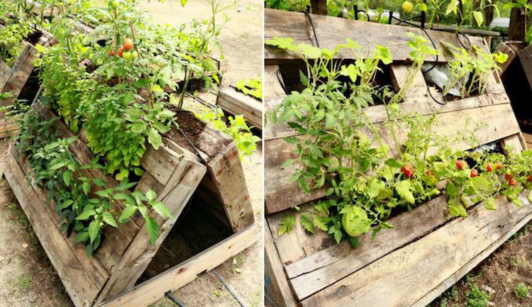 Vyvýšená posteľ-paleta-zelenina-paradajka-pyramída