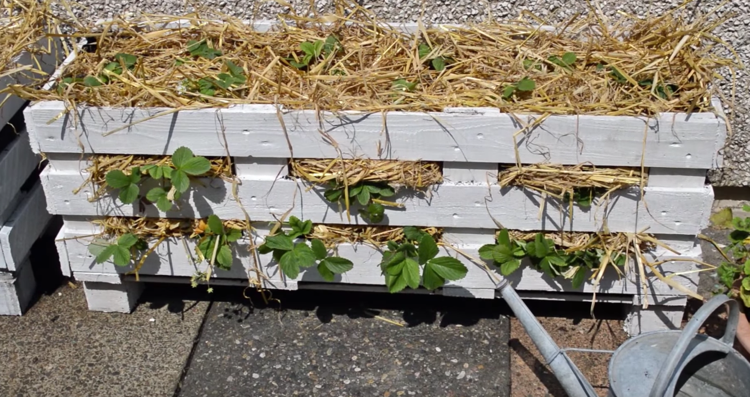 vyvýšené postele-palety-stavať-jahody-slama