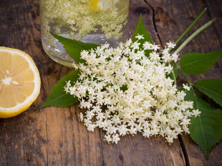 bezový kvet recepty recepty nápoje sirup jedlá dezert