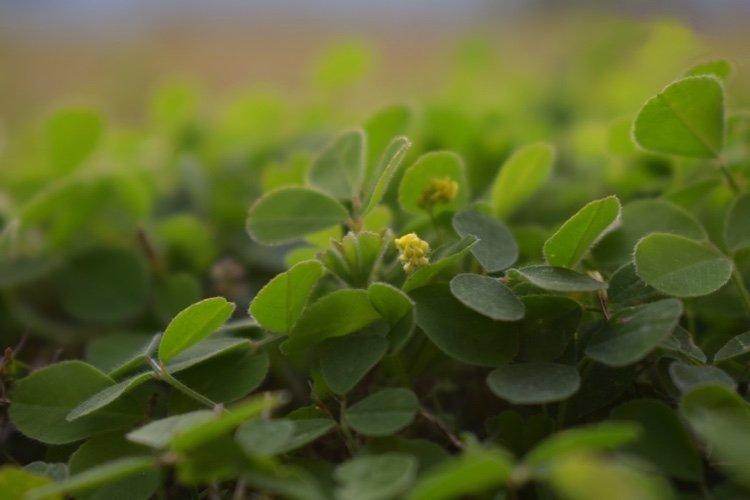 Sorná bojujúca s preventívnymi stratégiami zabraňuje šíreniu